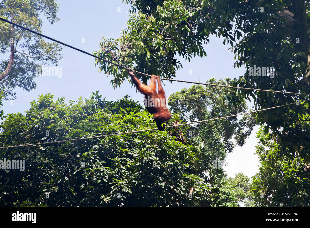 Affen in Sepilok Nature Reserve in Sabah, Borneo, Malaysia Stockfoto