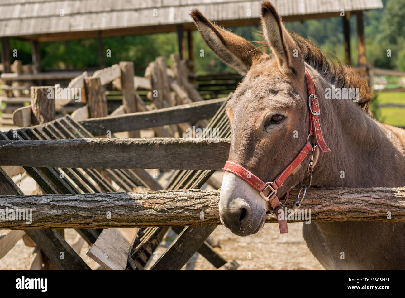 Esel mund Fotos und Bildmaterial in hoher Auflösung Alamy