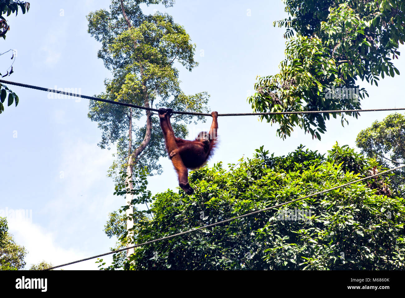 Affen in Sepilok Nature Reserve in Sabah, Borneo, Malaysia Stockfoto