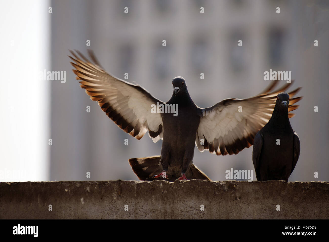 Tauben sitzen auf Wand Stockfoto