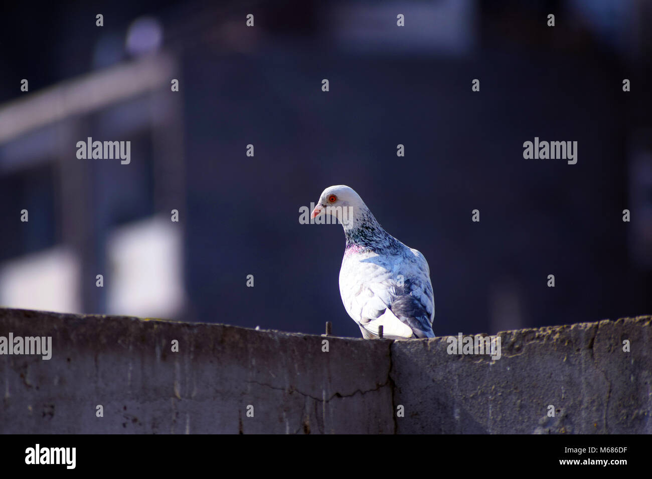 Weiße Taube Stockfoto