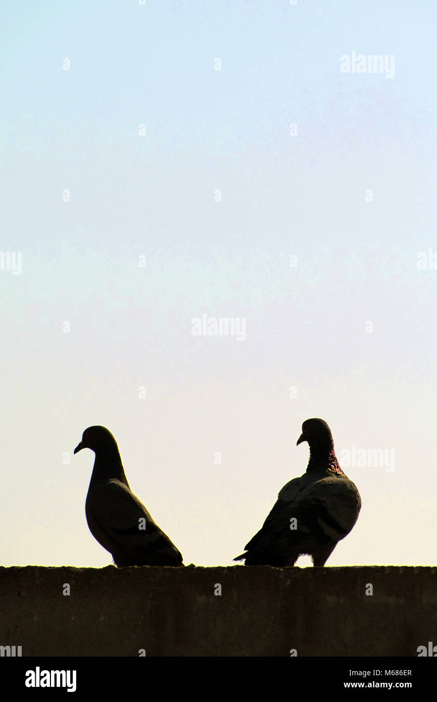 Tauben sitzen auf Wand Stockfoto