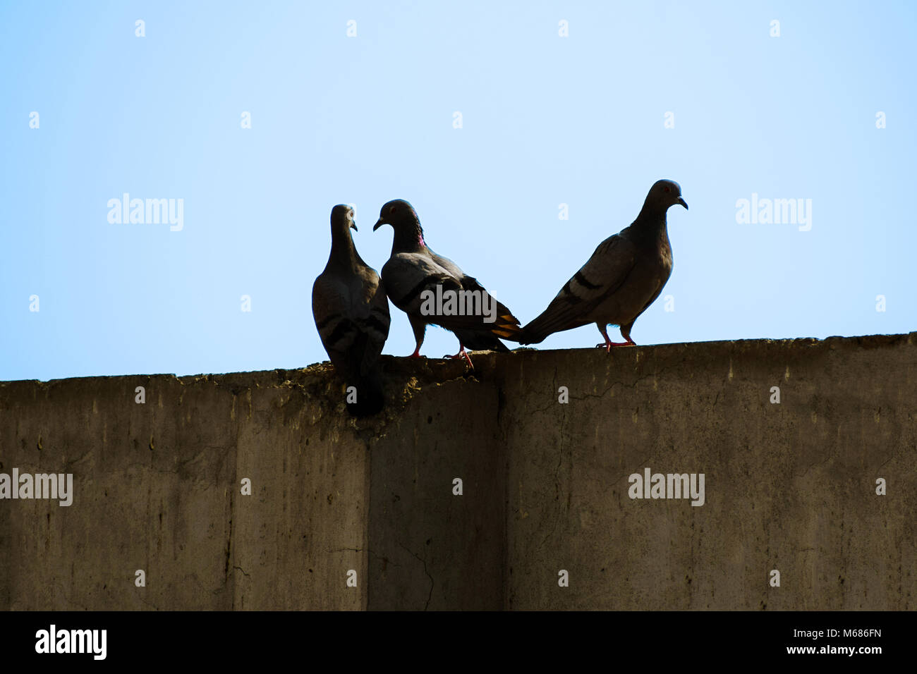 Tauben sitzen auf Wand Stockfoto