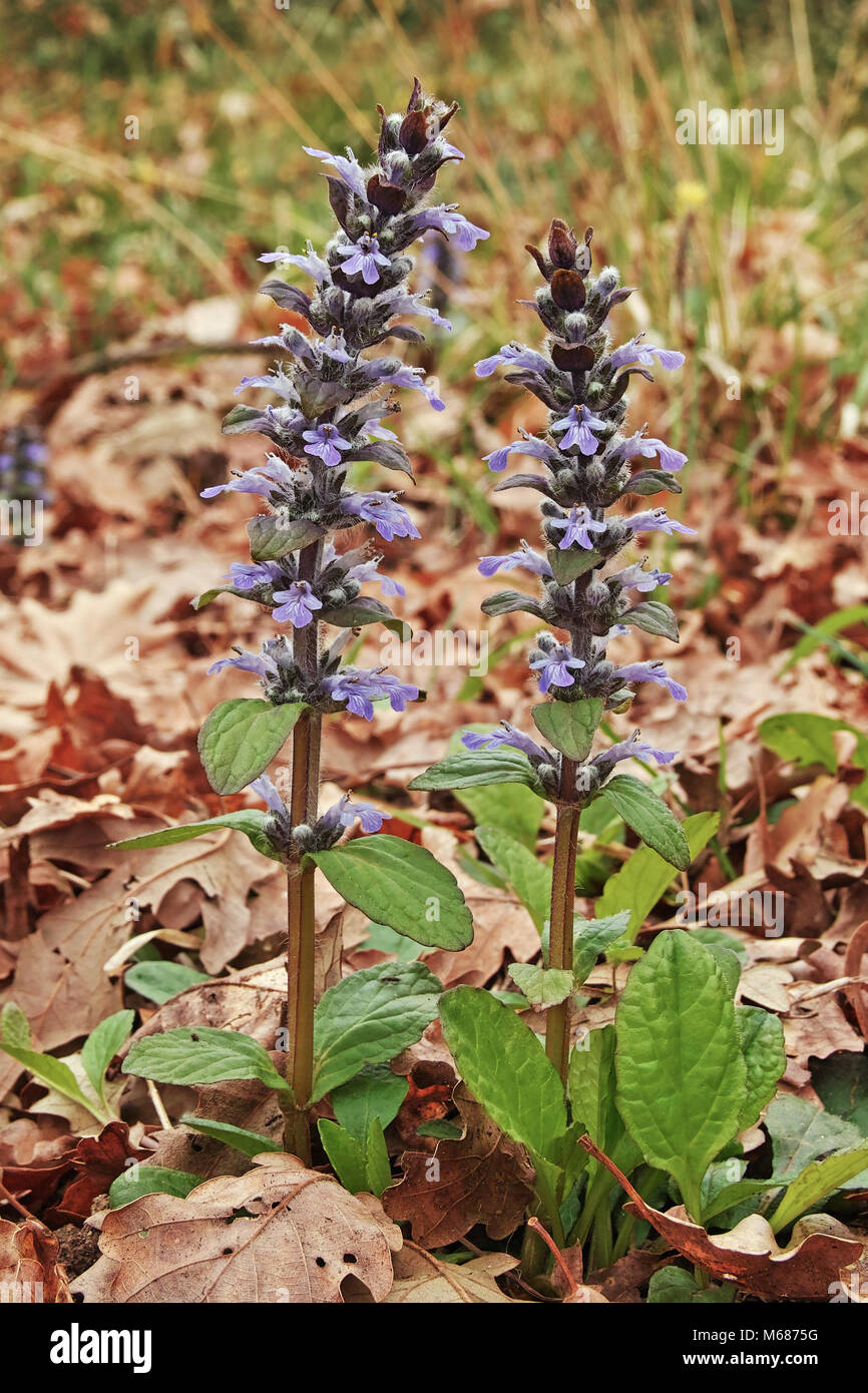 Bugle Kraut, Ajuga reptans, blühende Pflanzen Stockfoto