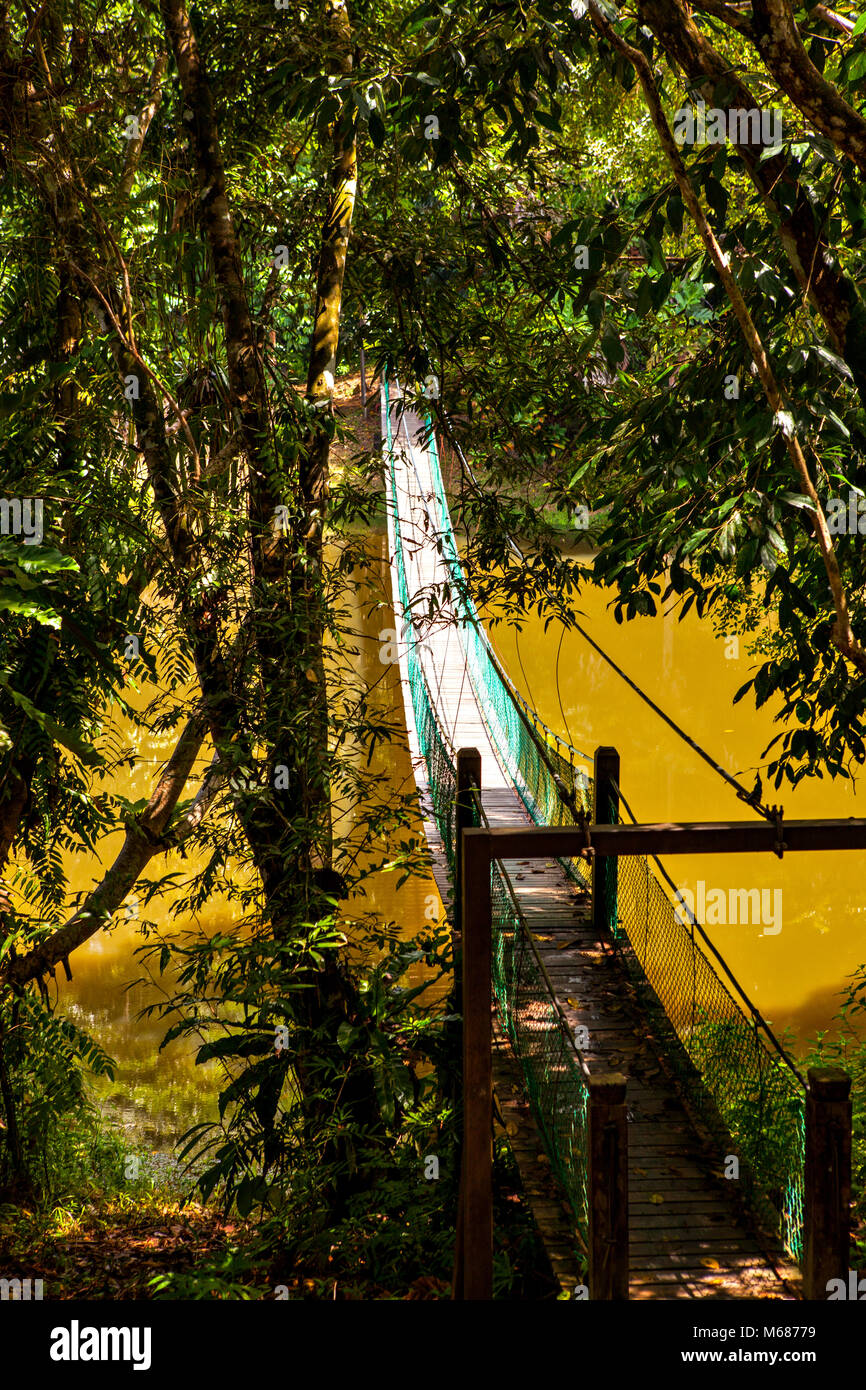 Die Hängebrücke über den See im Rainforest Discovery Center in Sepilok, Borneo, Malaysia Stockfoto