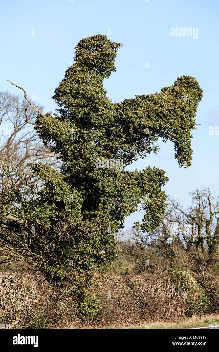 Der Jockey Baum, nicht weit von Shrewsbury in England. Stockfoto