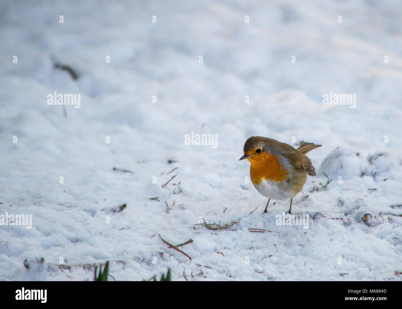 Robin im Schnee, Brandon, Thetford Forest, Suffolk, Großbritannien Stockfoto