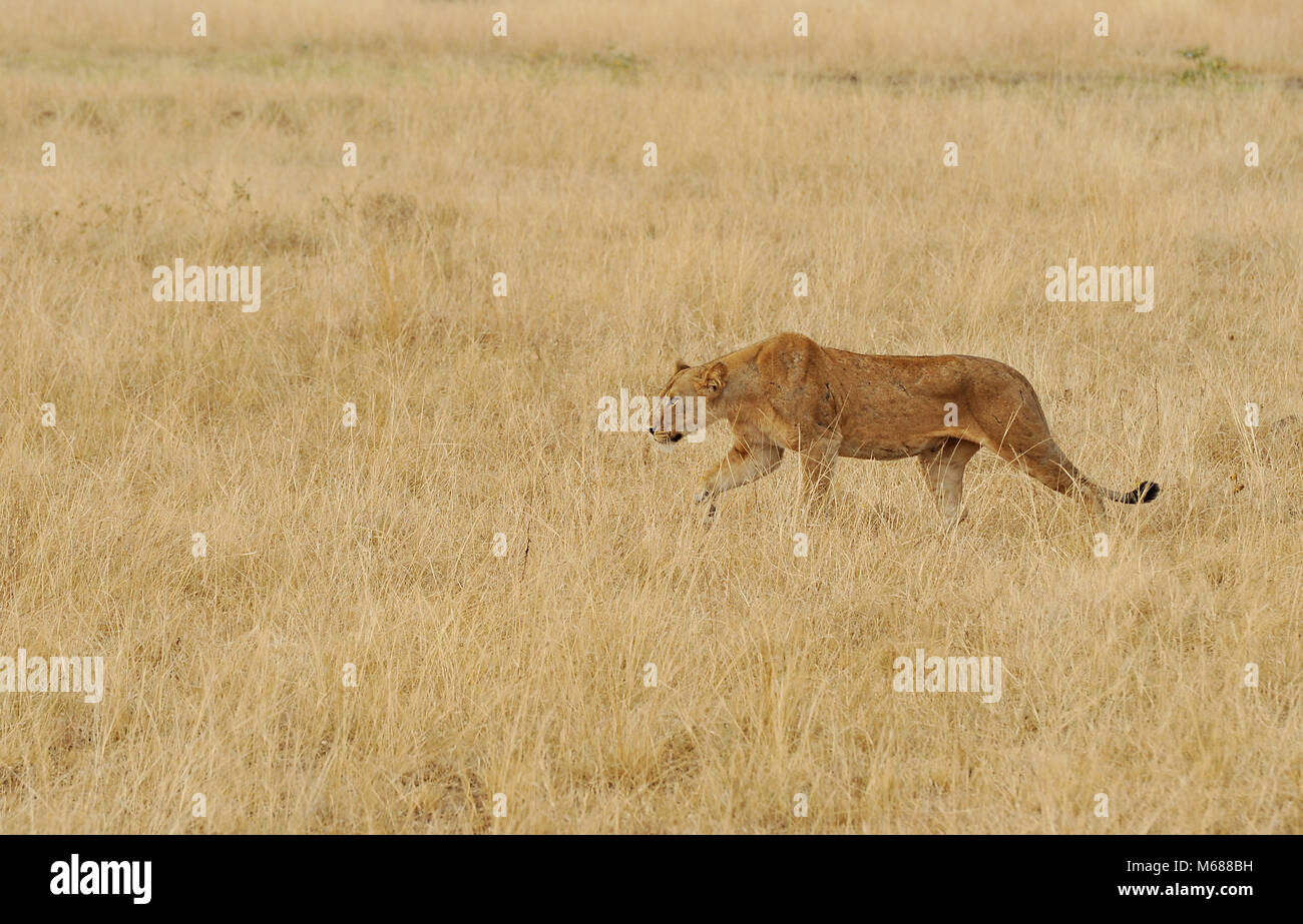 Lion hunting es Beute Stockfoto