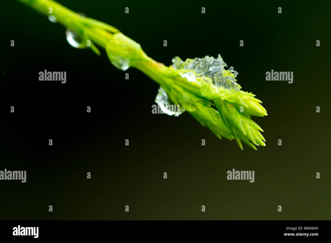 Die Bildung von Eis auf Leylandii Hedge Zweig Tipp Stockfoto