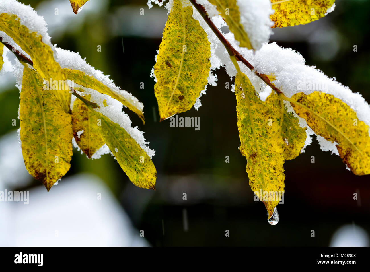 Eis Tropfen an Blättern im Schnee Stockfoto