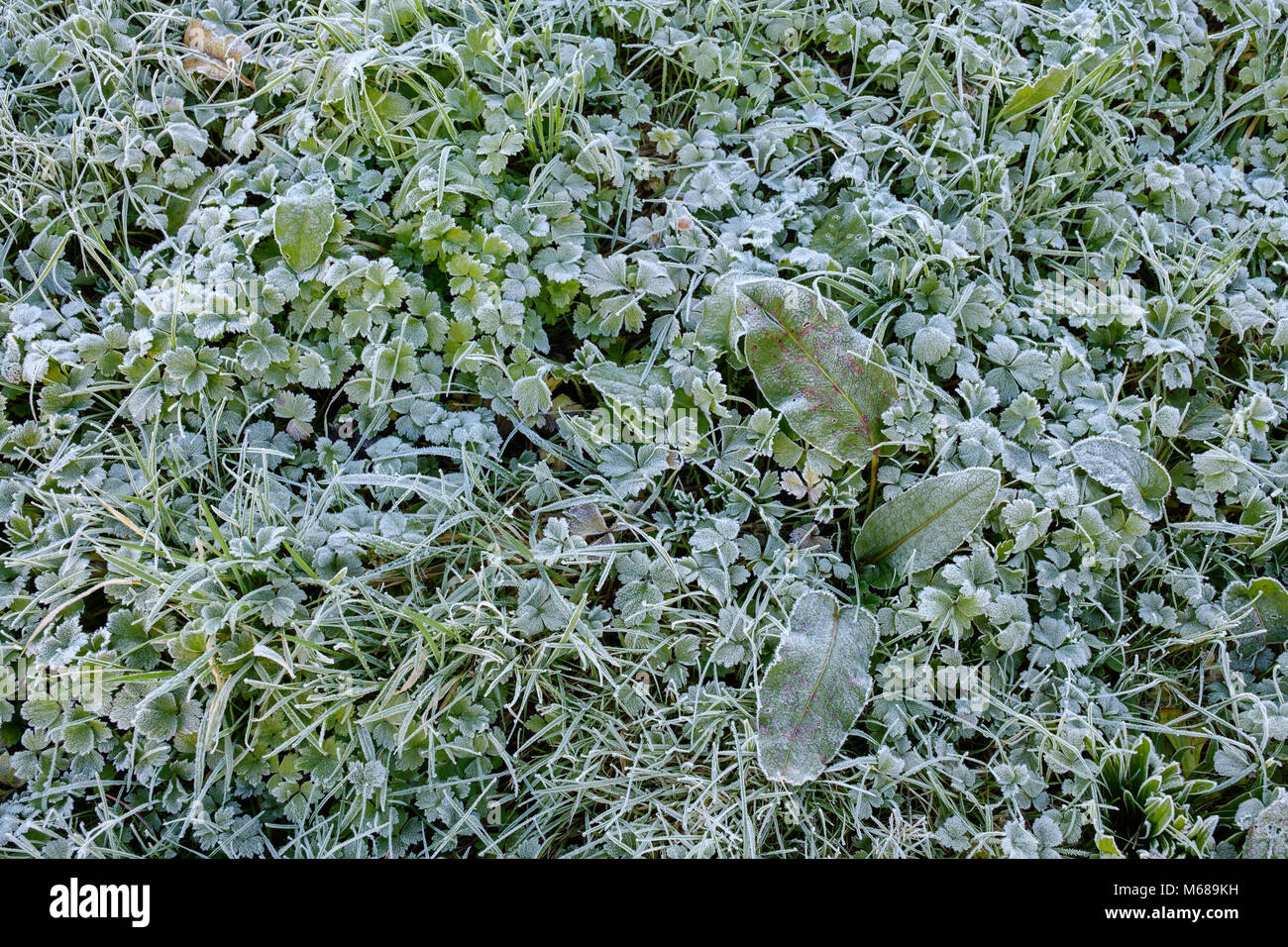 Nahaufnahme von Wildpflanzen in Frost im abgedeckten Bereich in Monmouthshire Wales UK Stockfoto