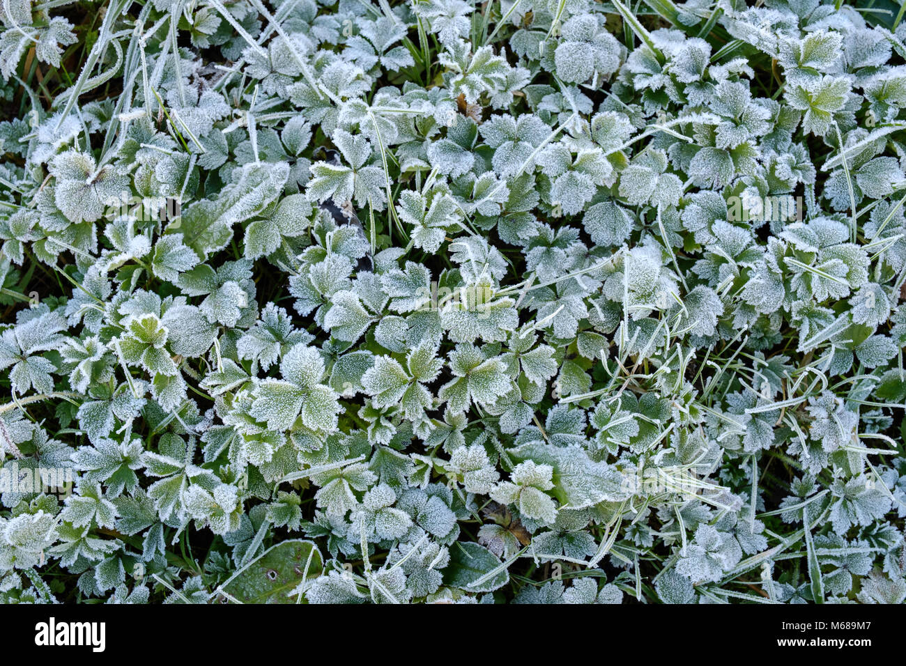 Nahaufnahme von Wildpflanzen in Frost im abgedeckten Bereich in Monmouthshire Wales UK Stockfoto
