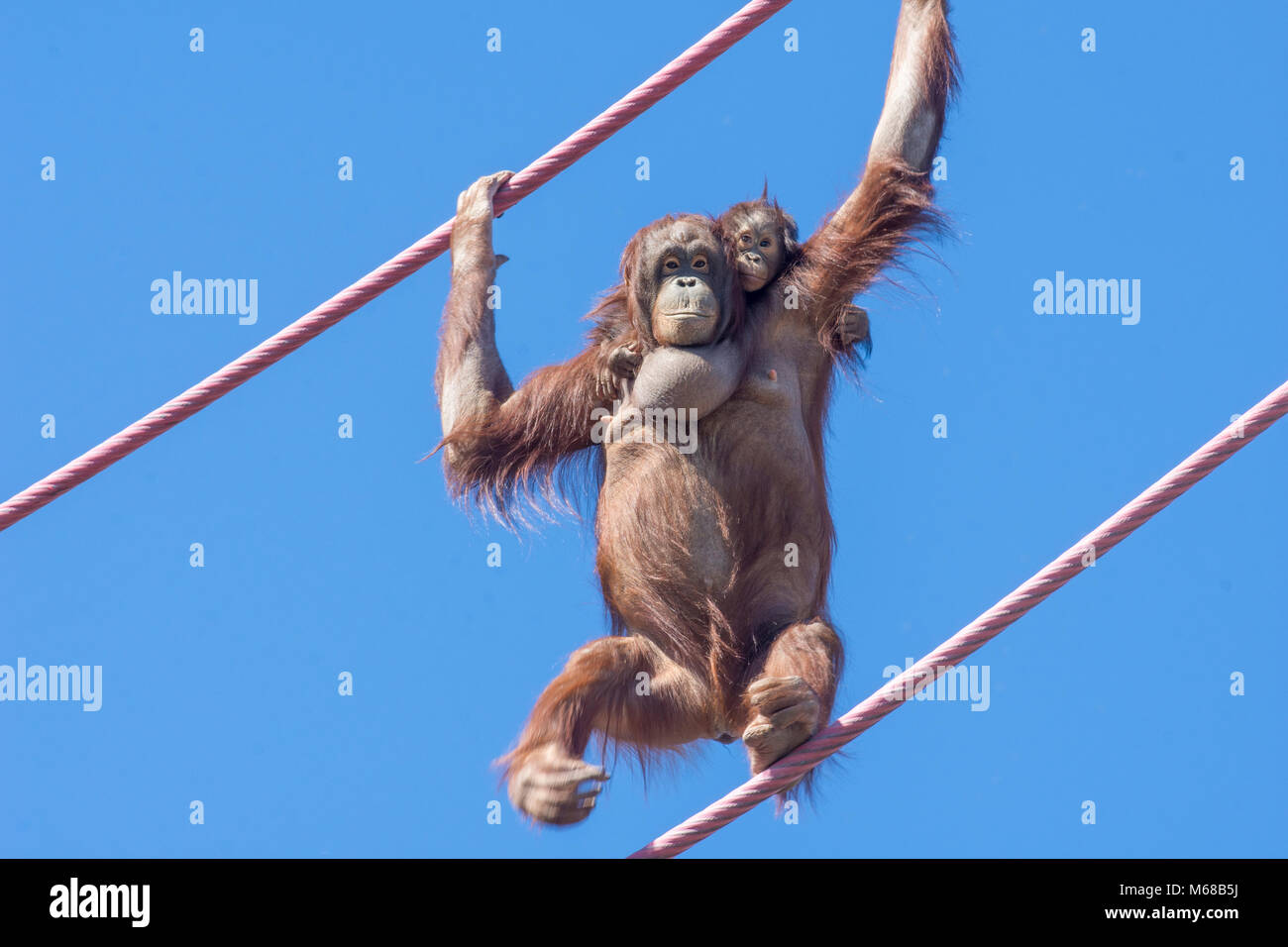 Oranutang Batang und ihren jungen Sohn Redd überqueren Sie die O-Line, 40 Meter über dem Boden an den National Zoo in Washington, DC. Stockfoto