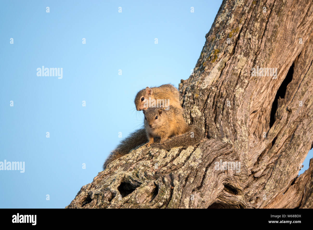Baum Eichhörnchen Stockfoto