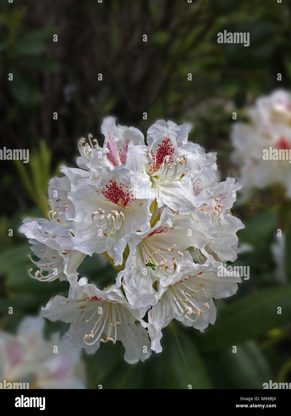 Makro-Blumen Stockfoto