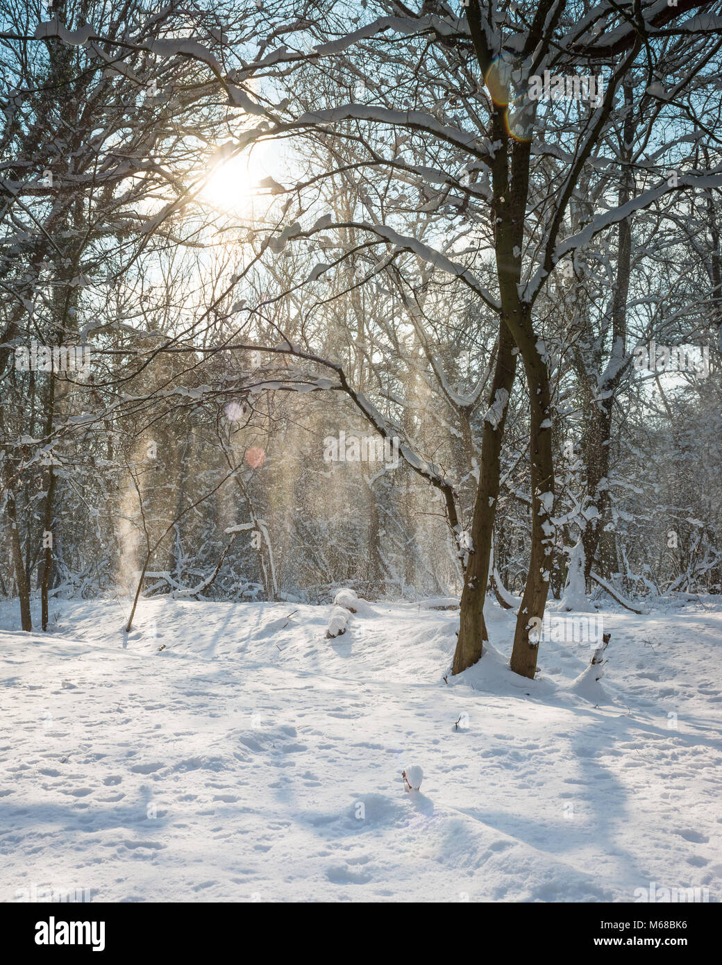 Kalte Pulverschnee fällt vom Baum verzweigt in die schneebedeckten Boden in Wäldern, Bourne, Lincolnshire, Großbritannien. Während das Tier aus dem Osten Wetter genommen Stockfoto