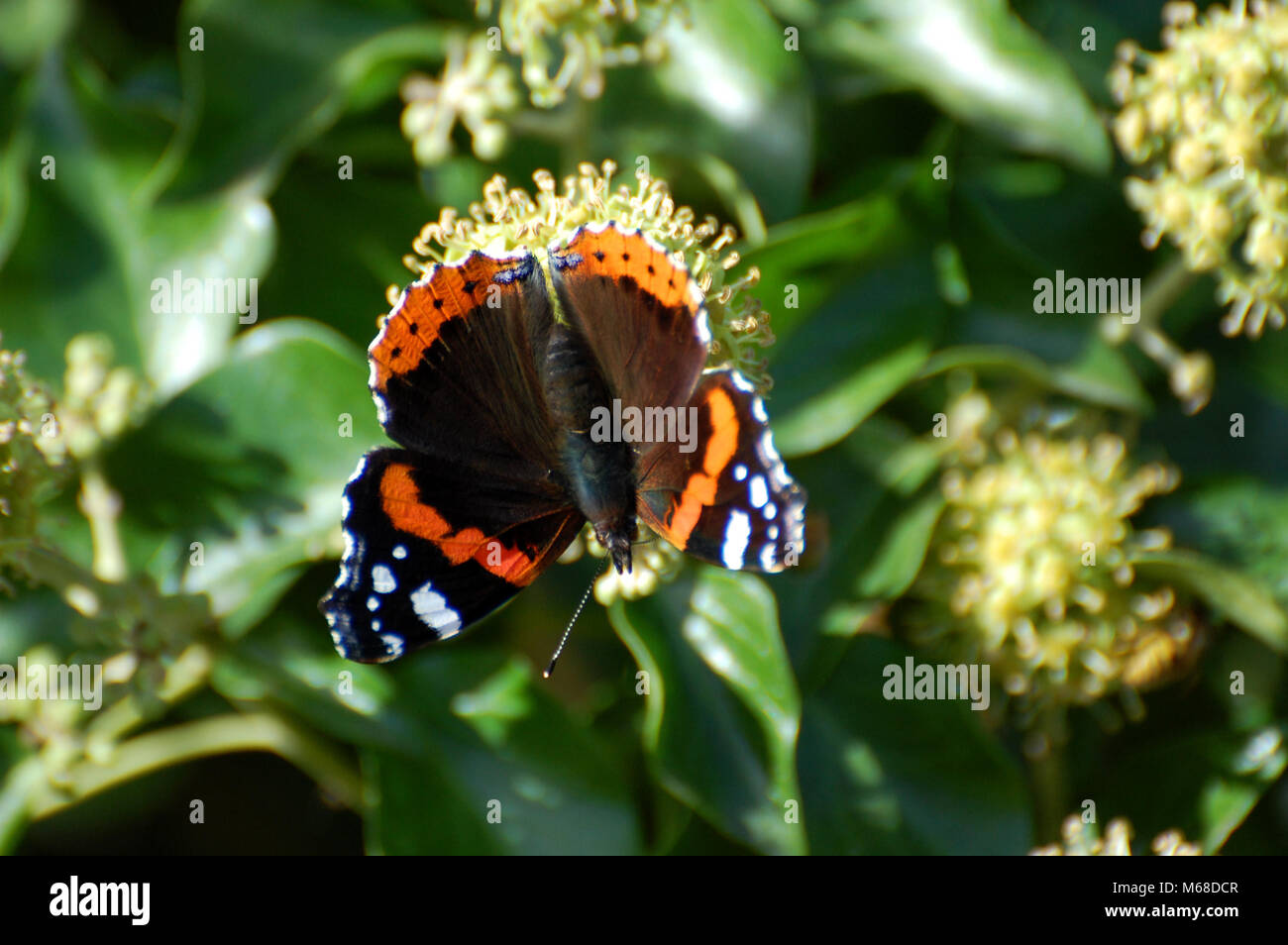 Red Admiral Schmetterling, Rot Weiß und Schwarz butterfly uk Stockfoto