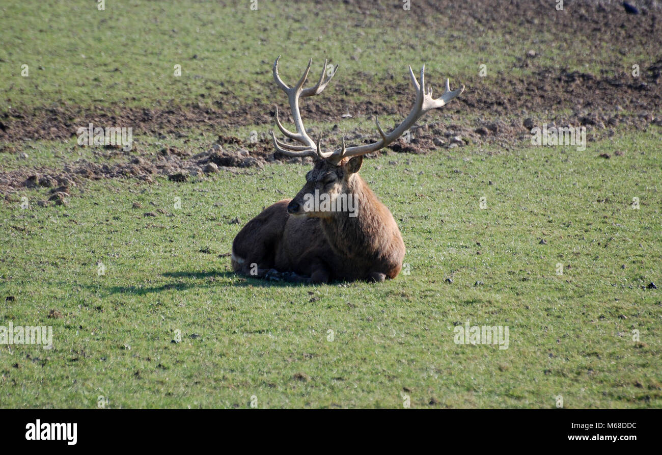 Red Deer stag saß auf Gras, Großbritannien Stockfoto
