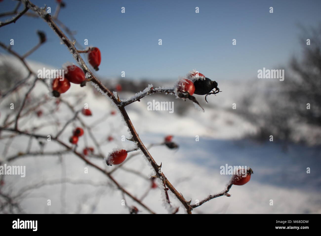 Gefrorene rote Beeren im Winter Stockfoto