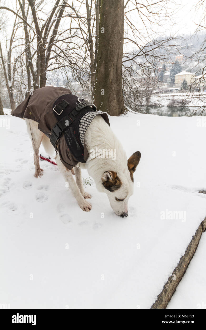 Hund essen Schnee im Park Stockfoto