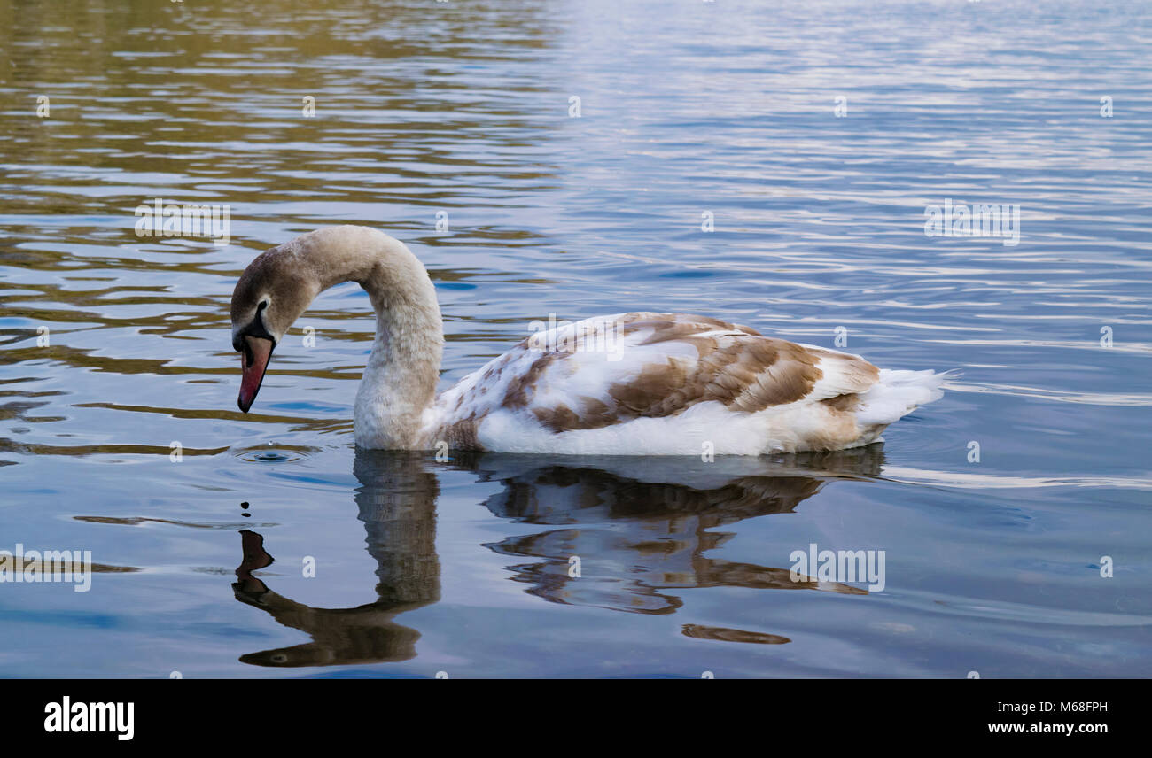 Weiße Schwäne Stockfoto Weiße Schwäne Stockfoto