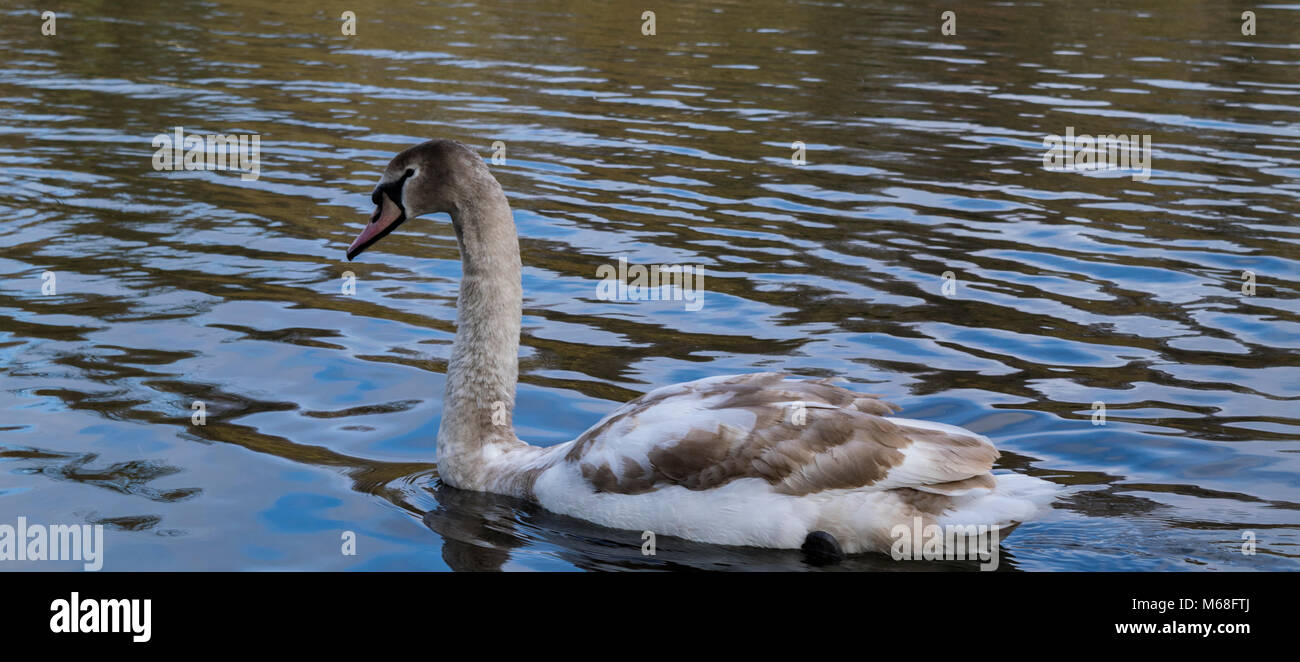 Weiße Schwäne Stockfoto Weiße Schwäne Stockfoto