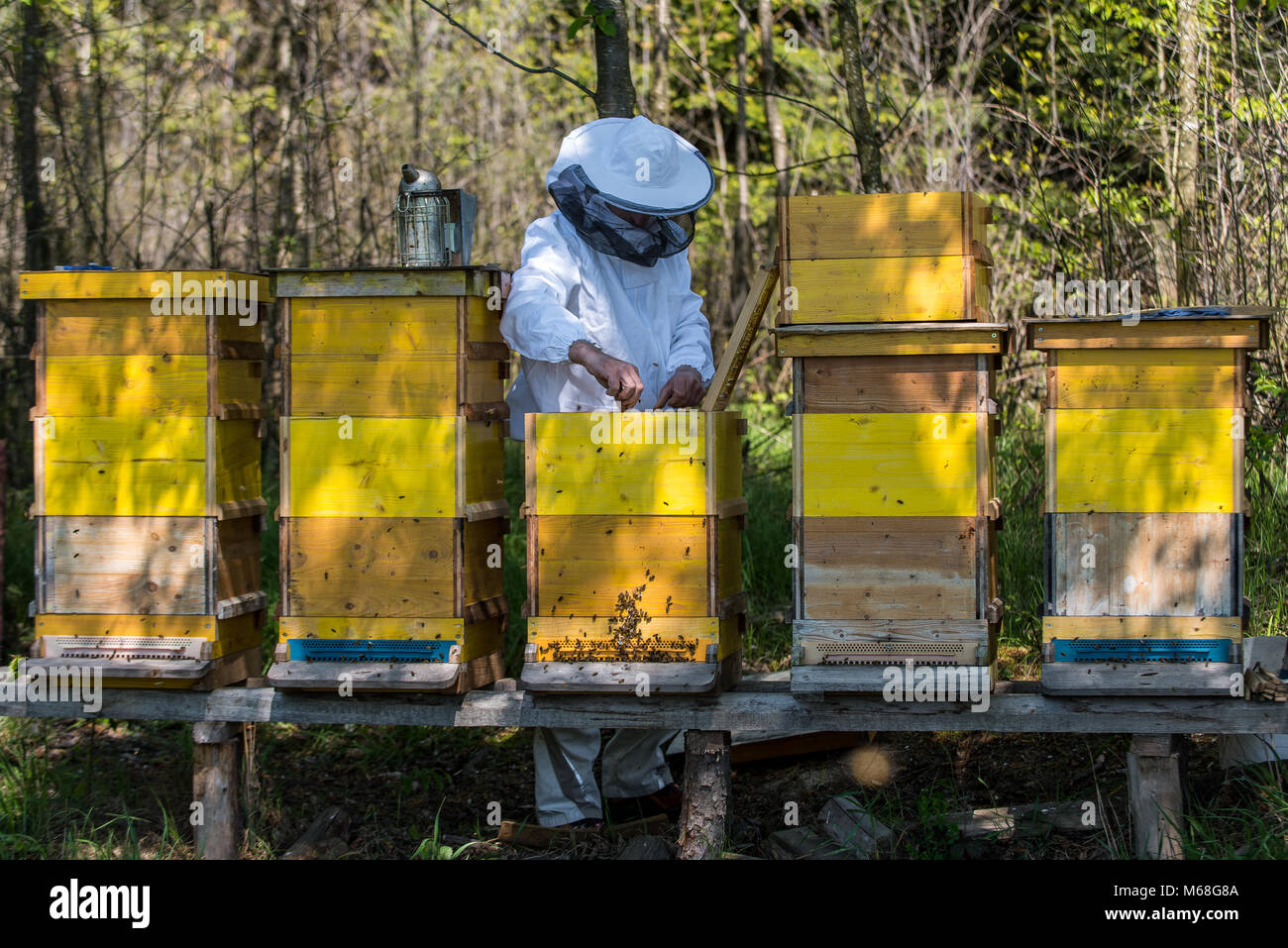 Apiarist Honig Waben 13. Stockfoto