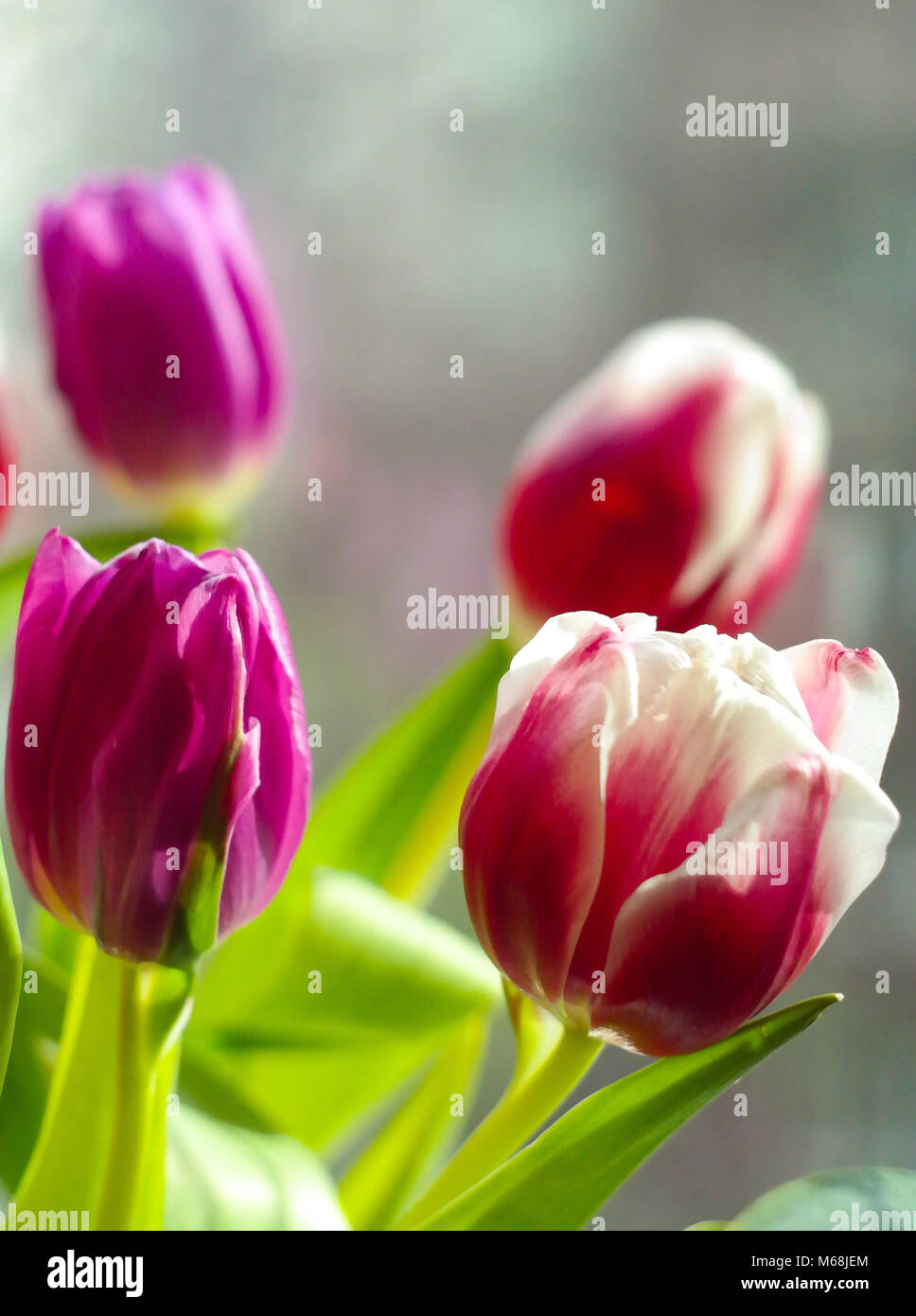 Nahaufnahme von roten und lila Tulpen Stockfoto