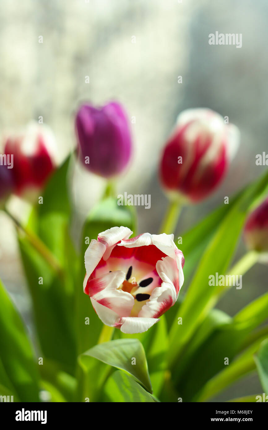 Nahaufnahme von roten und weißen Tulip in einem Blumenstrauß aus Tulpen Stockfoto
