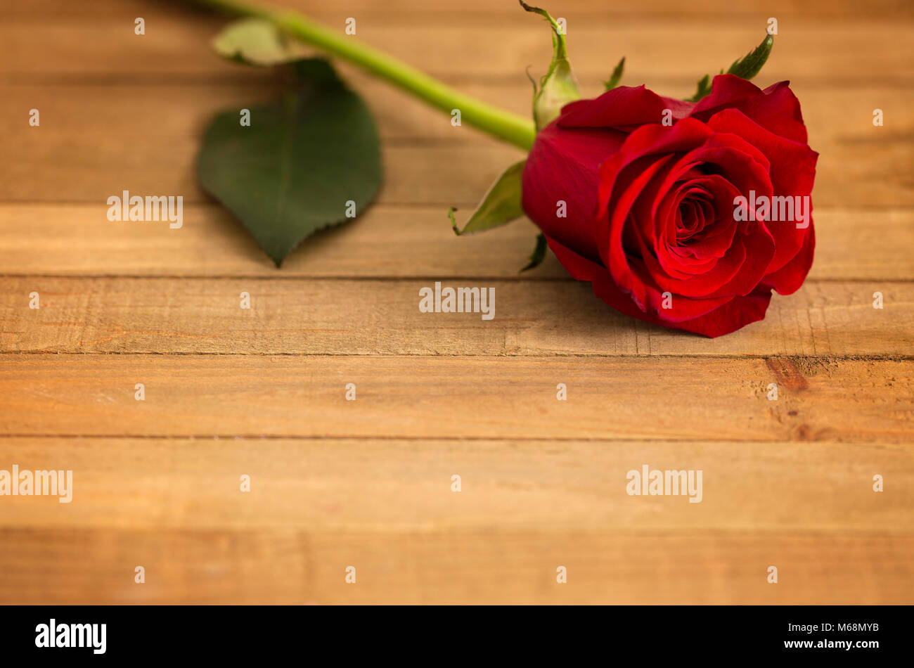 Schöne rote Valentines einzelnen Stamm Rose auf einem Holztisch Stockfoto