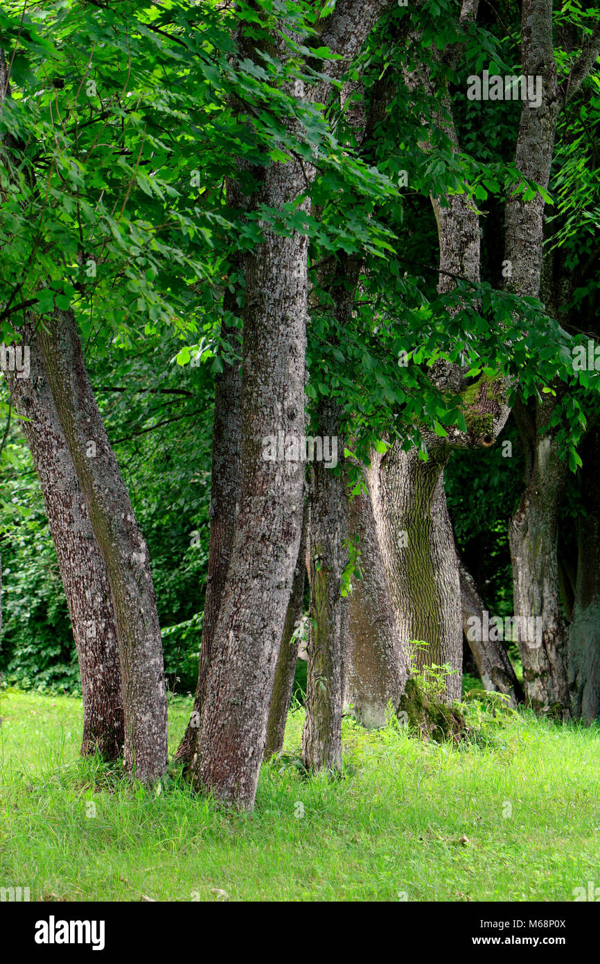 Dickicht der Bäume und Sträucher eines natürlichen Wald im Sommer