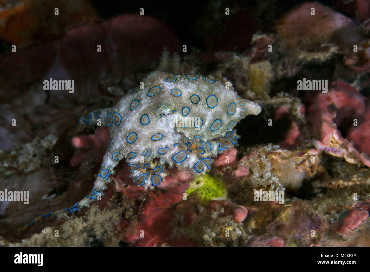 Blue ring Octopus (Hapalochlaena lunulata) am Abend in der Nähe von Panglao Island, Philippinen Stockfoto