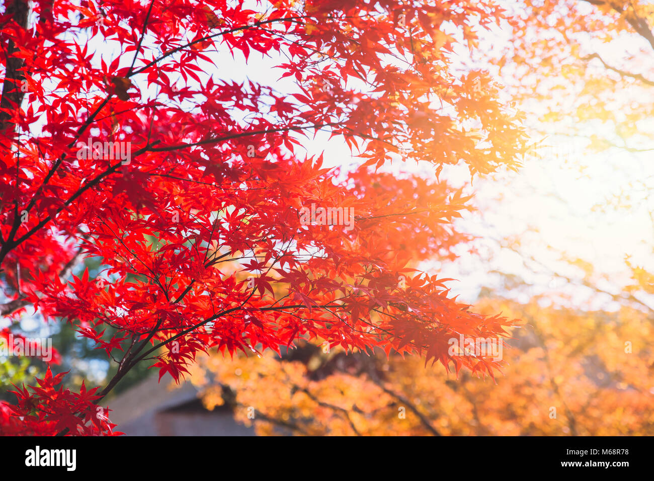 Red Maple Tree Japan Herbst Herbst Jahreszeit Stockfoto