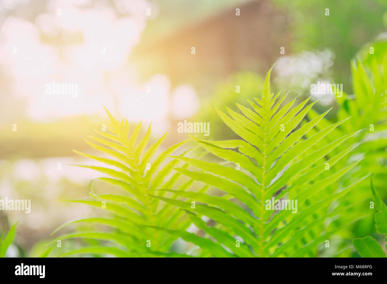 Grün frisch Natur Ökologie der Farn- und Sonnenlicht Photosynthese Stockfoto
