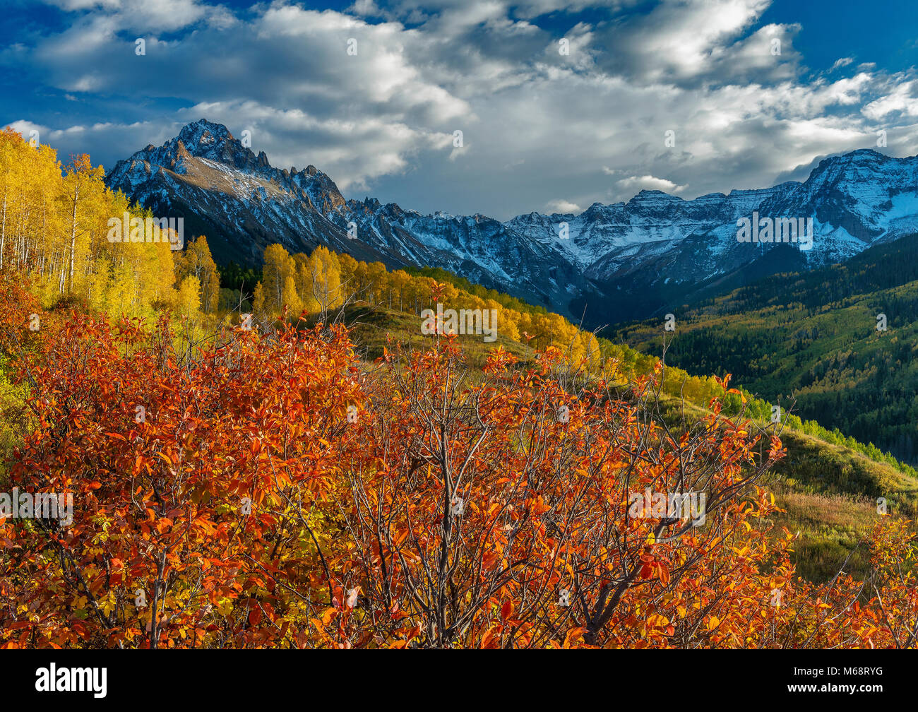 Aspen, Chokecherry, Mount Sneffels, Dallas Divide, Uncompahgre National Forest, Colorado Stockfoto