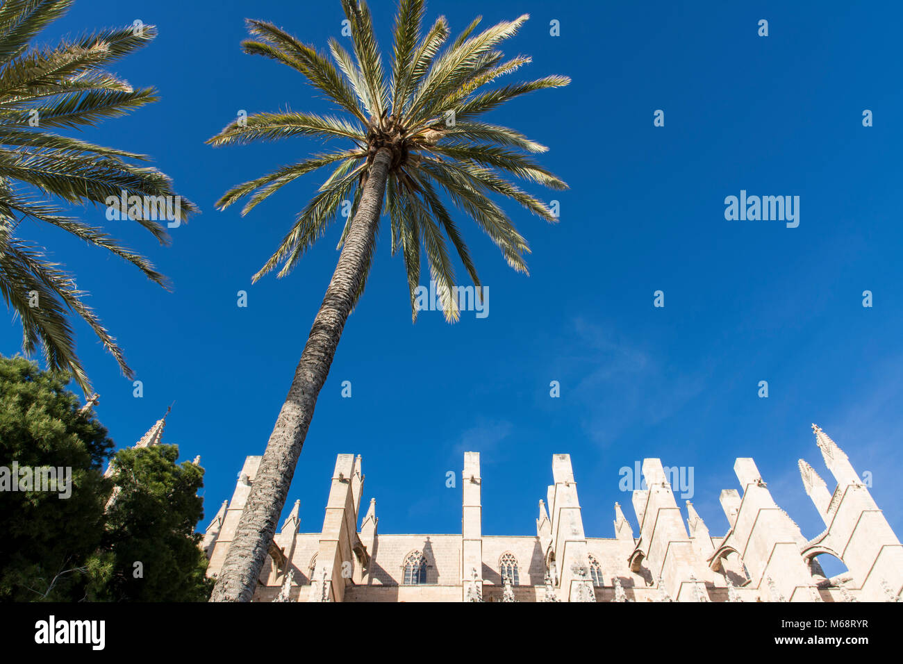 Kathedrale von Palma de Mallorca mit Palmen Stockfoto