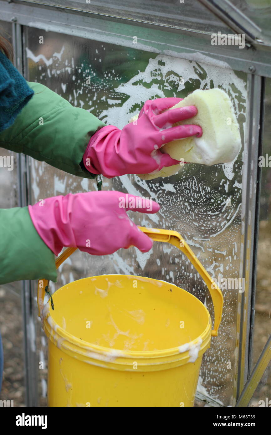 Gewächshaus Fensterscheiben sind mit warmen Seifenwasser im Winter gewaschen zur Verbesserung der Anbaubedingungen und helfen, Schädlinge und Krankheiten Risiko reduzieren, UK Garten Stockfoto