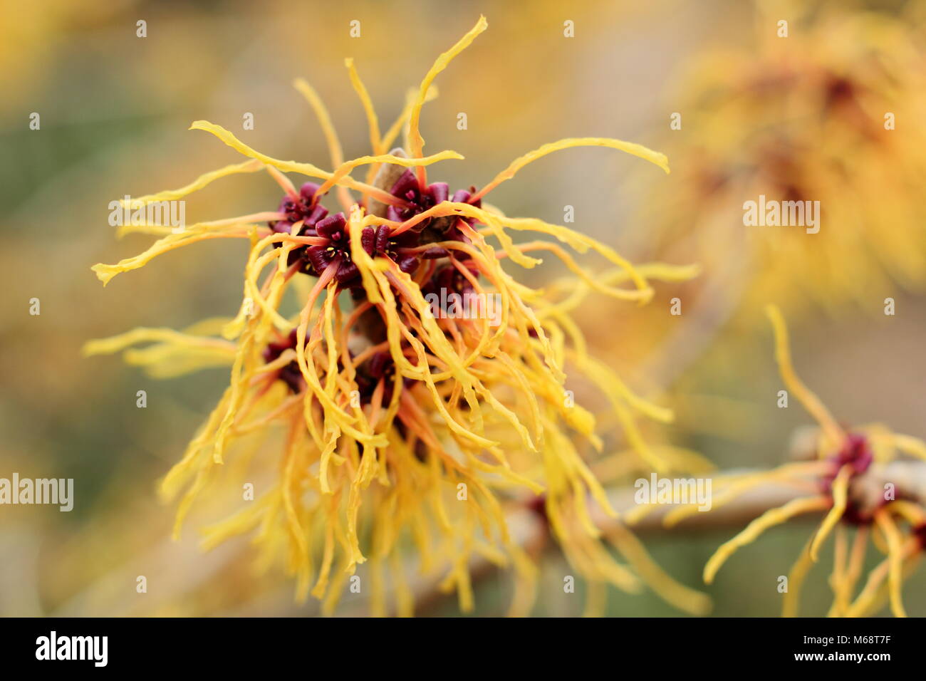 Krakeligen Blüten von Hamamelis x Intermedia " Zaubernuss Glut", Blüte in einem Wintergarten, Großbritannien Stockfoto
