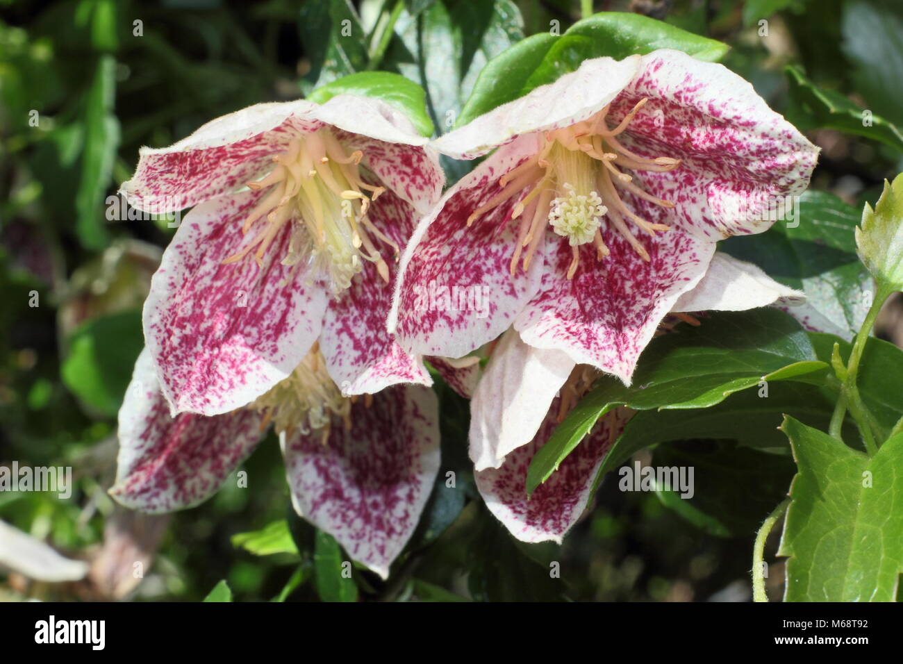 Clematis cirrhosa Freckles 'purpurascens', Evergreen, Winter blühende Kletterpflanze, UK Garten Stockfoto