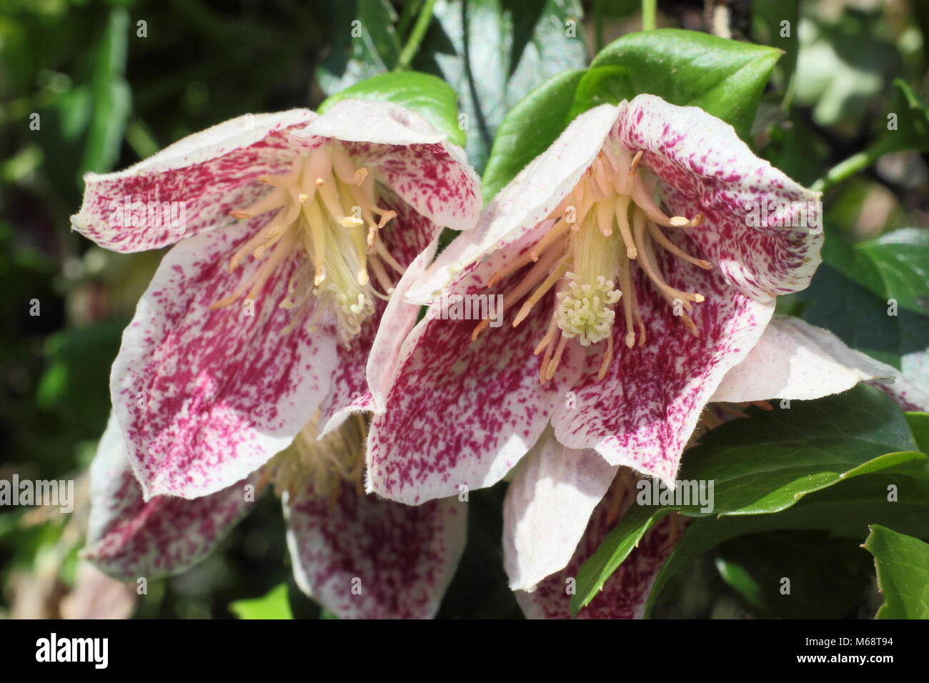 Clematis cirrhosa Freckles 'purpurascens', Evergreen, Winter blühende Kletterpflanze, UK Garten Stockfoto