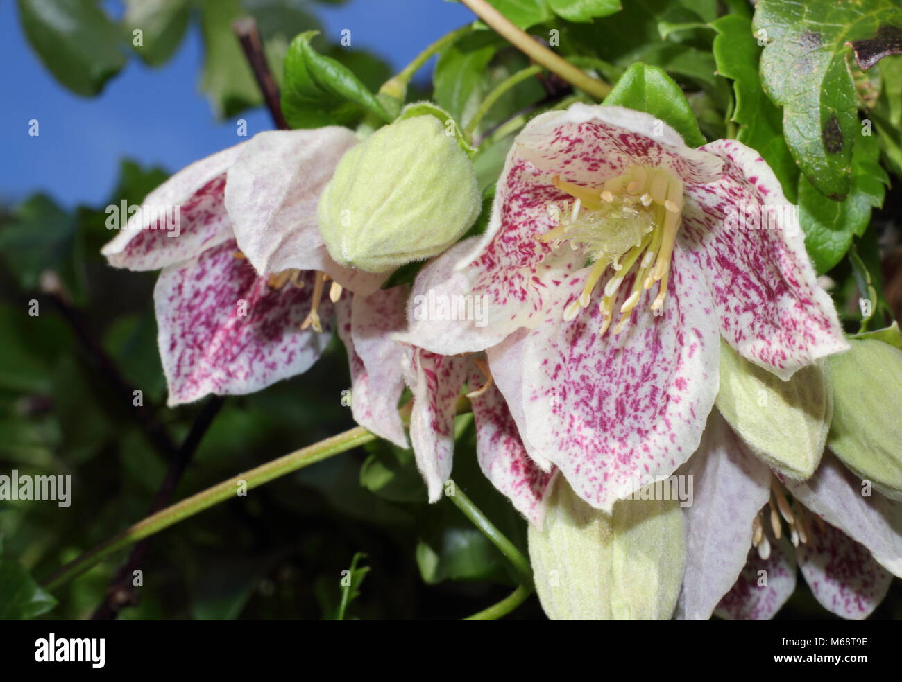 Clematis cirrhosa Freckles 'purpurascens', Evergreen, Winter blühende Kletterpflanze, UK Garten Stockfoto