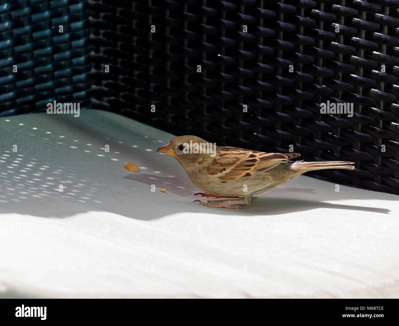 Lanzarote , Spanische Kanaren, Inseln. EU Stockfoto