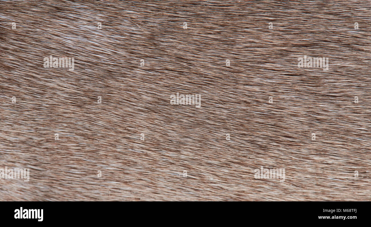 Braunes Fell Textur Hintergrund close-up. Hellbraun Tierhaare Stockfoto