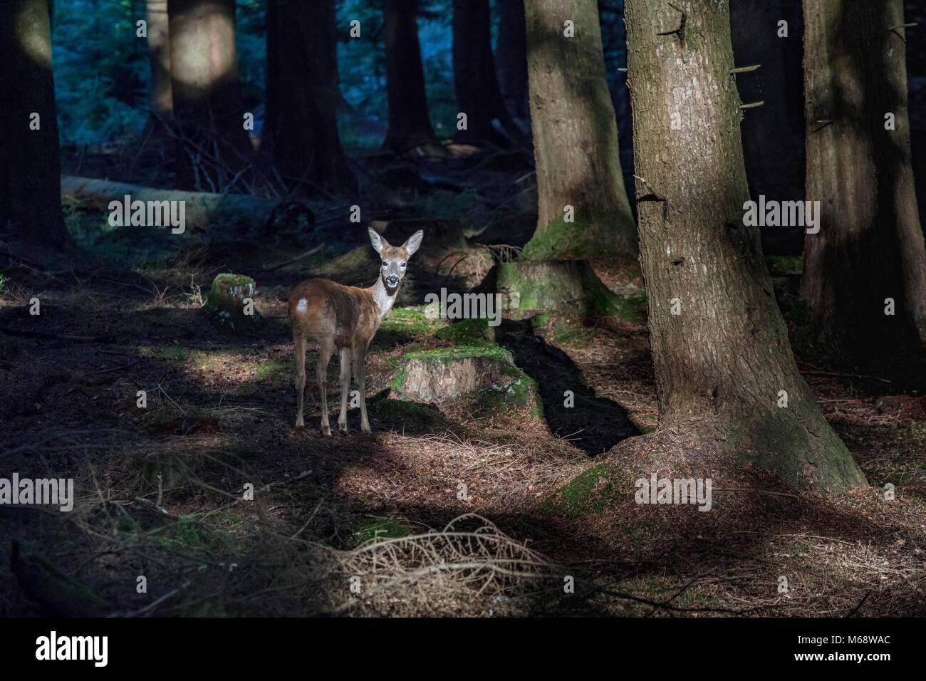 Rehe, Dappled Licht, am Kamera suchen, New Forest, Hampshire, Winter, Großbritannien Stockfoto