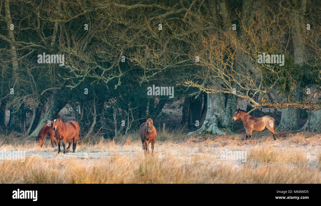 New Forest Ponys, Hampshire, Winter, Dawn Stockfoto