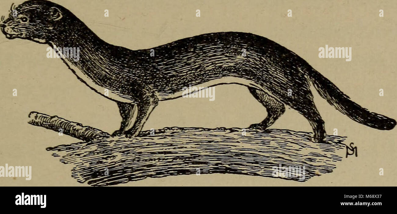 'Vertraut das Leben in Feld und Wald; die Tiere, Vögel, Frösche und Salamander" (1898) Stockfoto