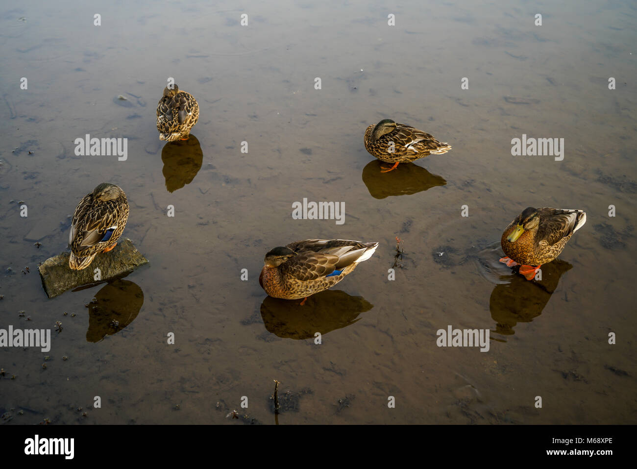 Genießen Sie einen Spaziergang im Park an diesem warmen Nachmittag im Nordosten von Ohio. Stockfoto