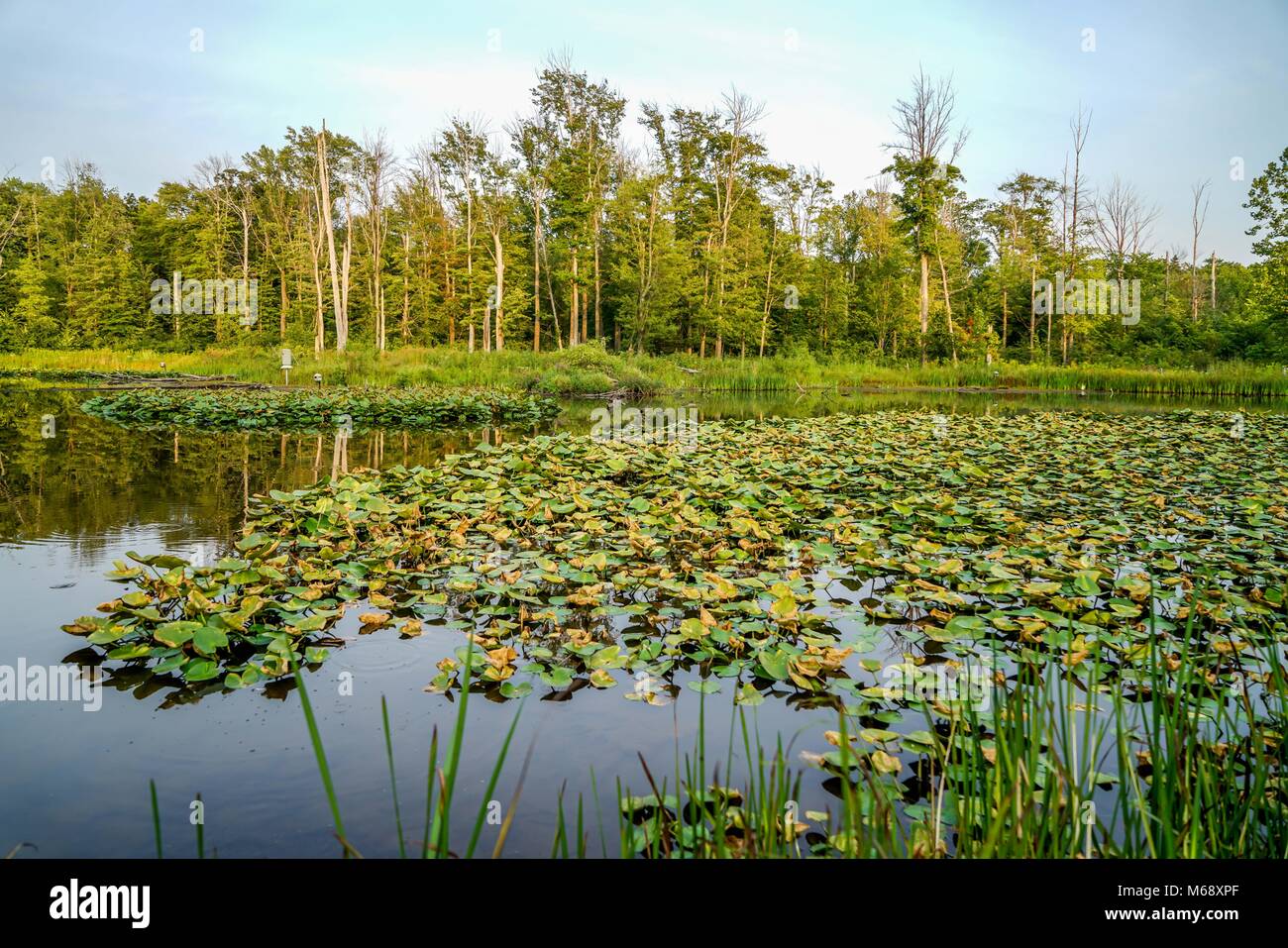 Genießen Sie einen Spaziergang im Park an diesem warmen Nachmittag im Nordosten von Ohio. Stockfoto