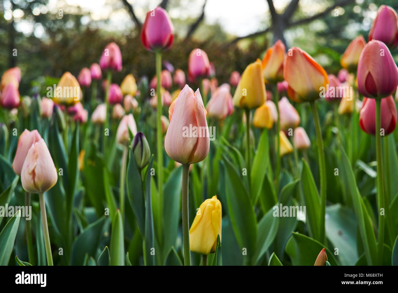 Bunte Tulpen im Garten Shakespeare in Central Park, New York City Stockfoto