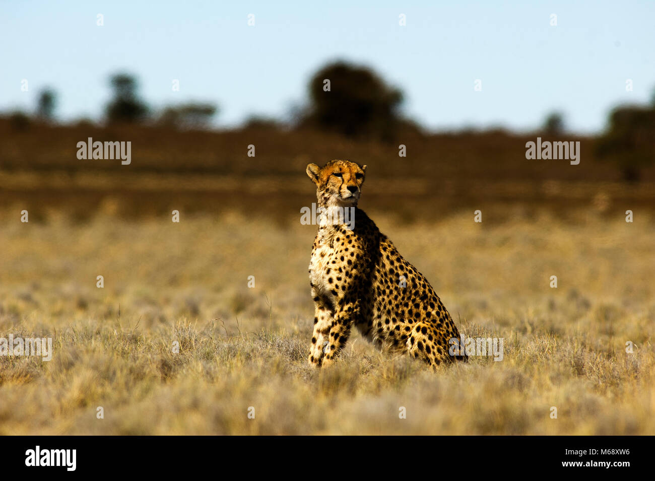 Gepard auf den Ebenen, Etosha Ntional Park, Namibia Stockfoto